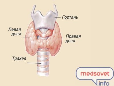 Структура и функция щитовидной железы
