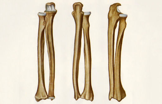 Структура амбулаторных больных с переломами длинных костей конечностей, поступающих на лечение в городской многопрофильный стационар
