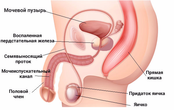 Вы точно человек?