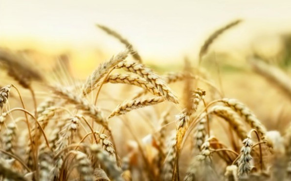 Глютен в пшенице