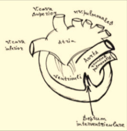 Рис. 7. Схема полостей двухкамерного сердца: неразделенные предсердия (atria) и желудочки (ventriculi), частично сформированная двухлистковая межжелудочковая перегородка (septum interventriculare)