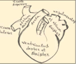 Рис.16. Схема двухкамерного сердца снаружи