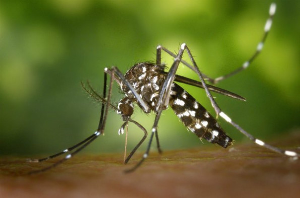 Желтую лихорадку переносят комары