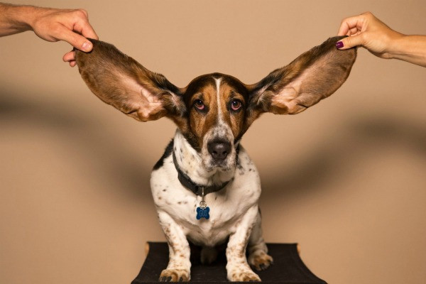 В каком ухе жужжит: с чем связан звон в ушах
