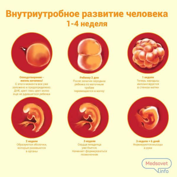 Первая неделя беременности что происходит. Как выглядит эмбрион в 2 недели. Как выглядит развитие плода по неделям. Внутриутробное развитие плода по неделям 1 триместр. Плод 2 недели беременности от зачатия.