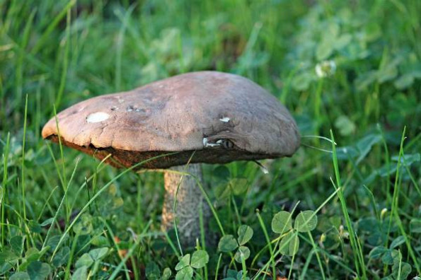Не собирайте переросшие и раскисшие грибы 