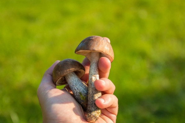 Собирать грибы следует в глубине леса 