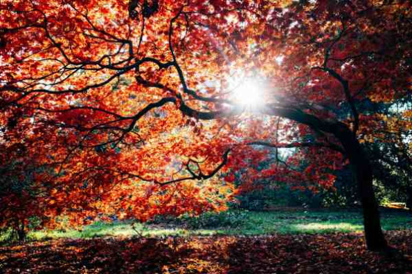 Осенью организму необходимо много солнечного света 