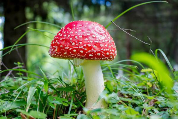 Не стоит собирать в лесу сомнительные грибы 