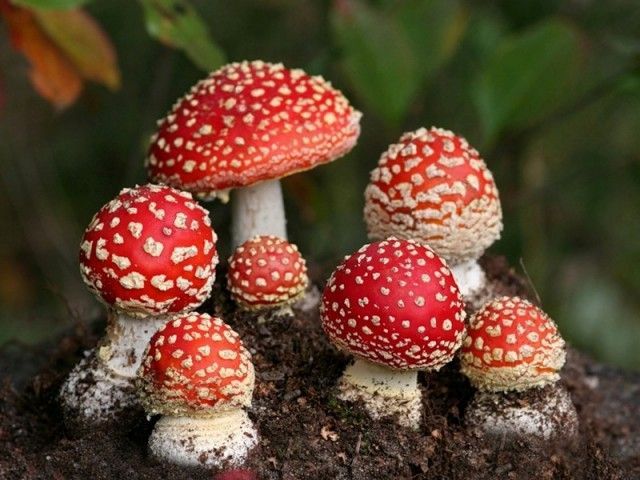 Как не отравиться грибами