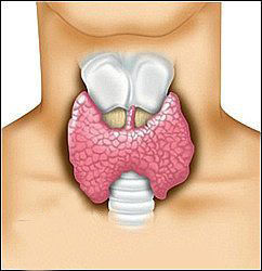 Хирургические вмешательства на щитовидной железе