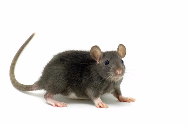 В Петербурге борются с крысами