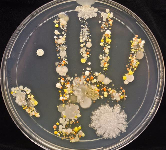 Какие бактерии живут на руках ребёнка