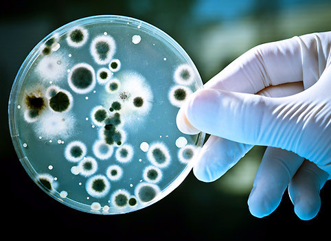 Как быстро восстанавливается микрофлора после курса антибиотиков? 