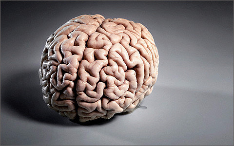 Ученые открыли природу извилин головного мозга
