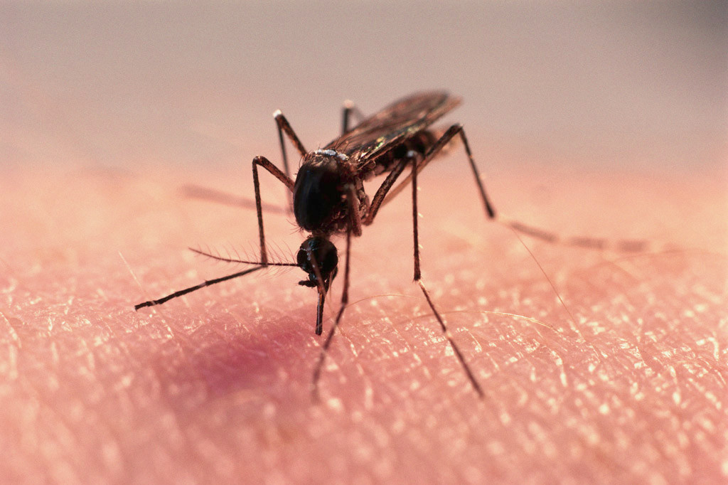 Онищенко подозревает американцев в заражении комаров