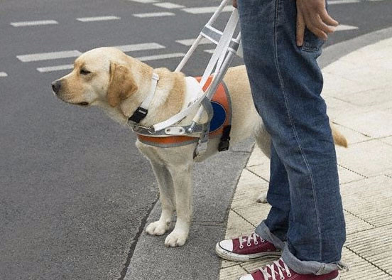 В России обучена первая собака-проводник для слепоглухих людей