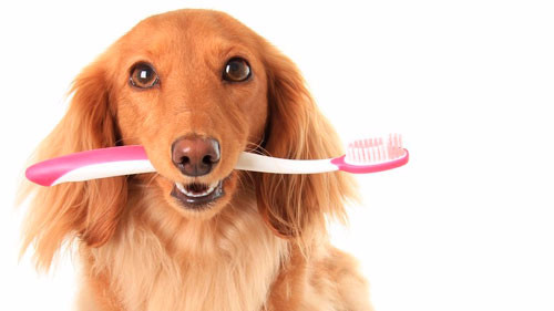 Как научиться правильно чистить зубы