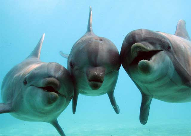 Первые уроки музыки от людей и дельфинов