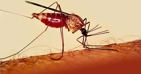 В Греции участились случаи заражения малярией