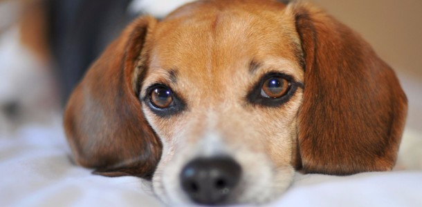 Домашние животные помогут пациентам с заболеваниями психики