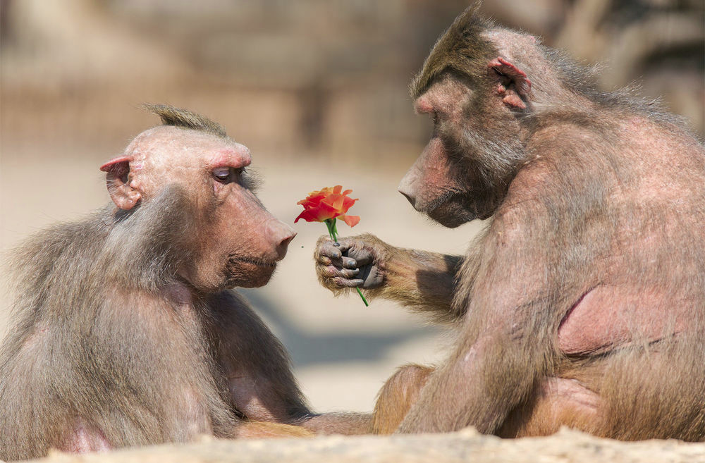 Учёные научили обезьян делать предложение