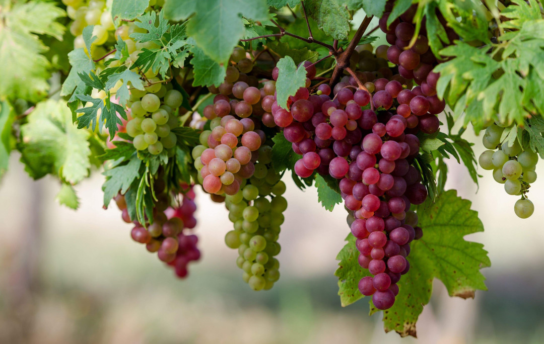 Виноград защитит память