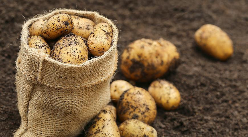 Учёные знают, как защититься от вирусного гепатита с помощью картошки