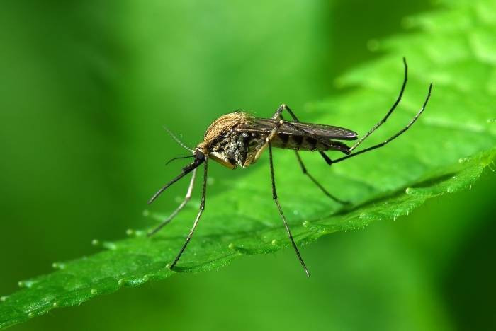В Турции борются с комарами - переносчиками опасного вируса