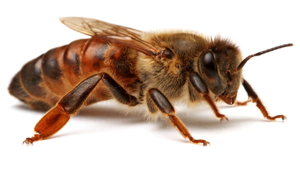 «Синдром пчелиной матки» признан мифом