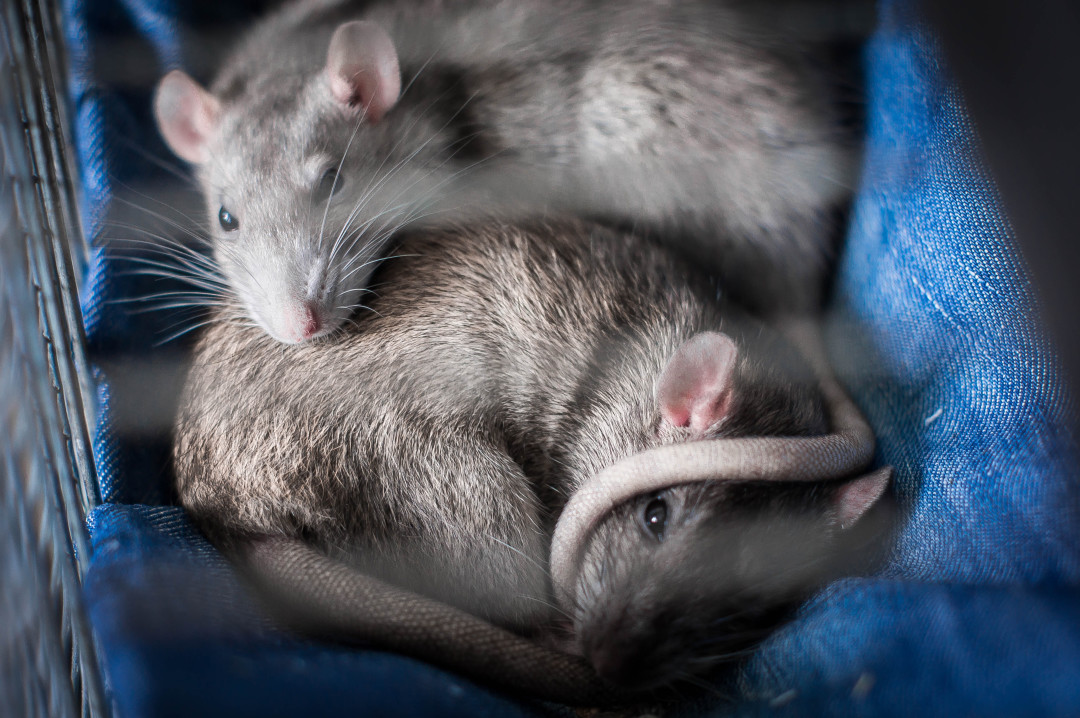 Медики выявили крысиный гепатит у человека